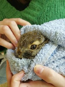 Feldhase Wildkaninchen Gefunden Wildtierhilfe Wien