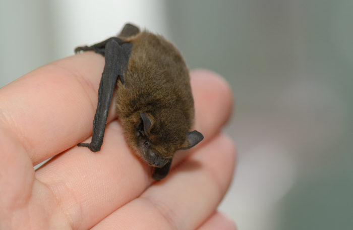 Eine Besonderheit Die Fledermaus Wildtierhilfe Wien