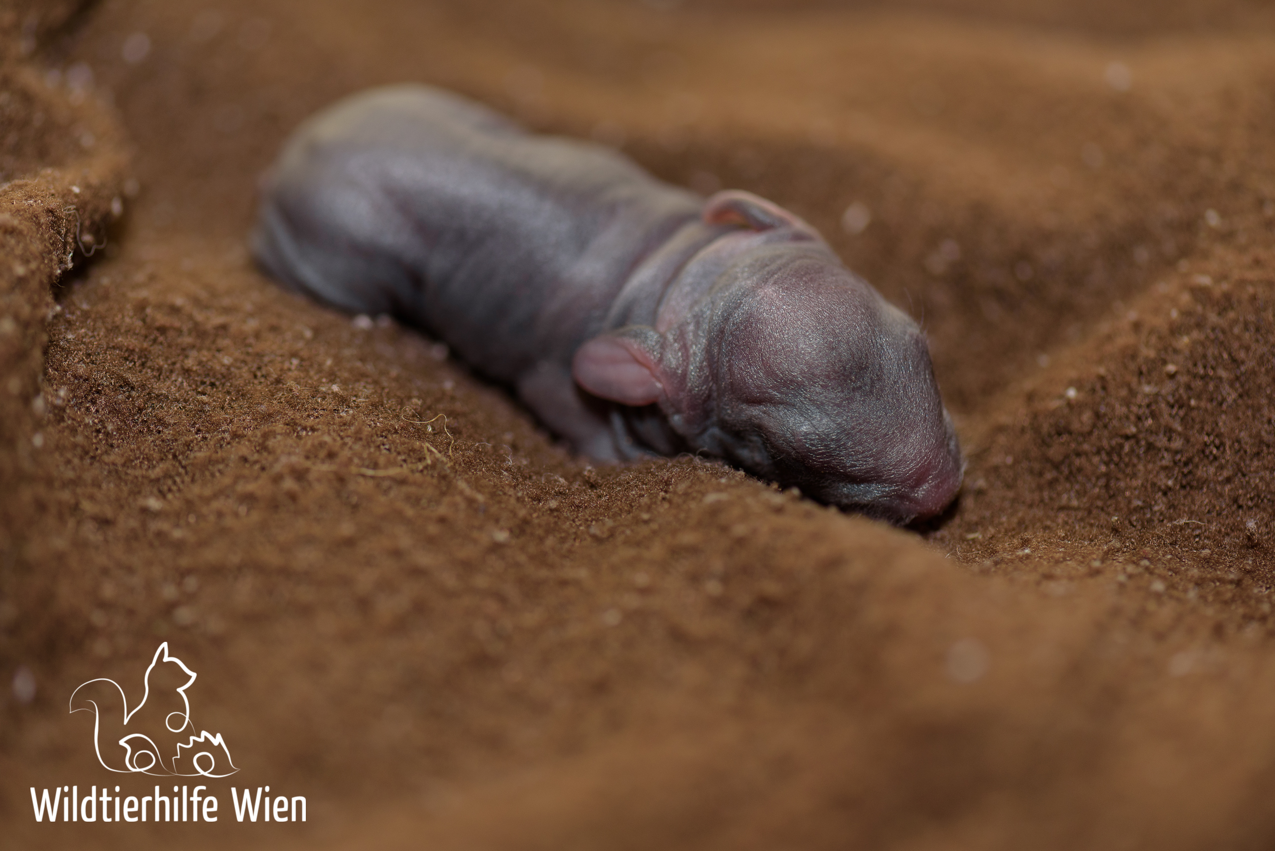 Feldhase Wildkaninchen Gefunden Wildtierhilfe Wien