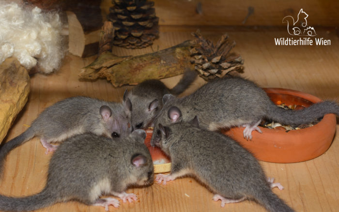 Siebenschläfer Quirlige Poltergeister Wildtierhilfe Wien