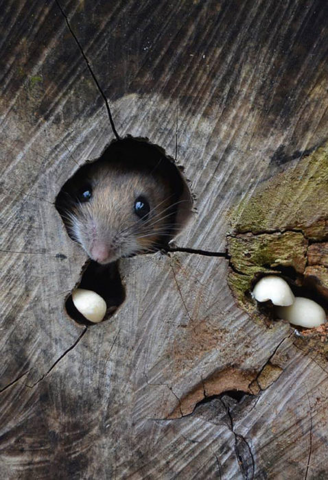 Wildtierhilfe Wien Entsteht! - Wildtierhilfe Wien