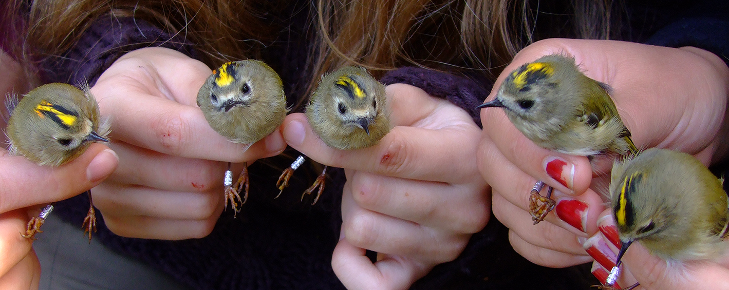 Eine handvoll Wintergoldhähnchen - Wildtierhilfe Wien